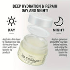 20g Plant stem cells Vitamins E & A Collagen Lip Butter